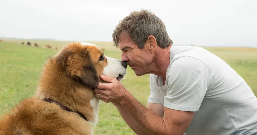 peliculas-perros-protagonistas